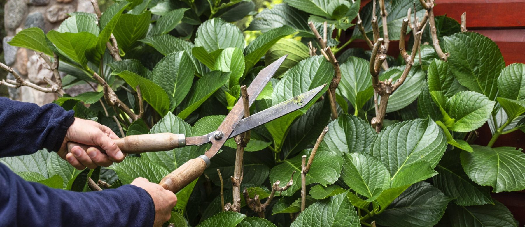 close-up-cutting-plant-leaves